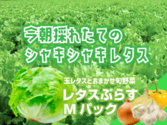 レタスプラス Mパック 玉レタスとおまかせ旬野菜