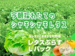 レタスプラス Lパック 玉レタスとおまかせ旬野菜