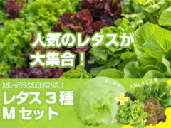 レタス3種セット Mパック 玉レタスと人気レタス3種