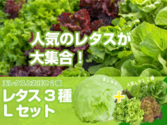 レタス3種セット Lパック 玉レタスと人気レタス3種