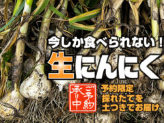 【予約限定販売】生にんにく
