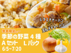 【季節限定】野菜4種 Aセット Lパック レタス たまねぎ パプリカ ニンニク