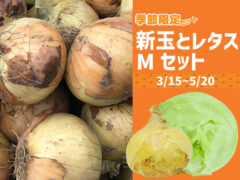 【春限定】新玉ねぎとレタス Mセット 淡路島の春!