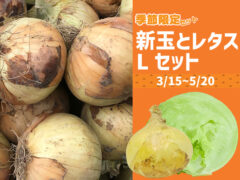 【春限定】新玉ねぎとレタス Lセット 淡路島の春!